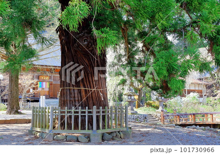 桜の津金寺　　　信州の神社仏閣　　　麗しき神社仏閣　　いにしえの神社仏閣 101730966