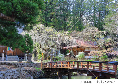 桜の津金寺 信州の神社仏閣 麗しき神社仏閣 いにしえの神社仏閣 桜の津金寺 信州の神社仏閣 麗しき神社仏閣 いにしえの神社仏閣 101730967