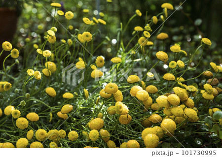 群生するコツラの花 101730995