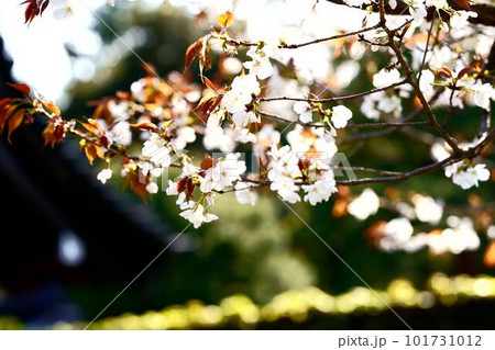 皇居の乾門を越えて伸びる満開のソメイヨシノ 皇居の乾門を越えて伸びる満開のソメイヨシノ 101731012