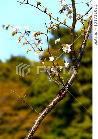 皇居内に珍しい品種のカスミ桜 101731021