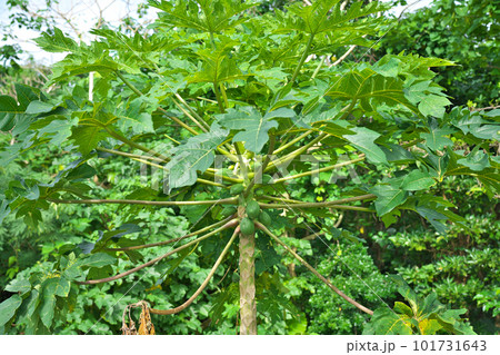 【パパイヤの木】 【パパイヤの木】 101731643