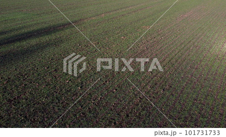 Green field with young green small sprouts of cereal crops and blue sky on sunny spring autumn day. Flying over agricultural field green plants. Agro industrial landscape. Agrarian farm scenery Uplift 101731733