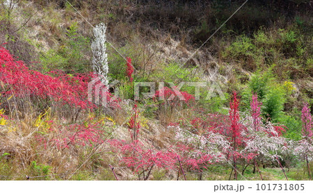 花で彩られる里山　　　ハナモモの花　　　花と植物が織りなす色紙 101731805