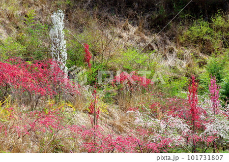 花で彩られる里山 ハナモモの花 花と植物が織りなす色紙 花で彩られる里山 ハナモモの花 花と植物が織りなす色紙 101731807