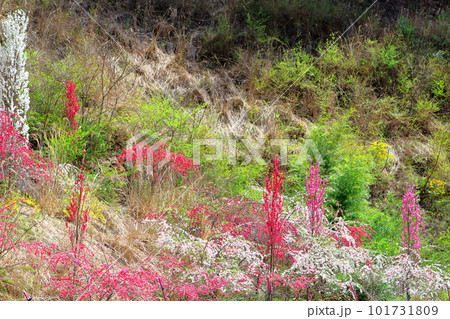 花で彩られる里山 ハナモモの花 花と植物が織りなす色紙 花で彩られる里山 ハナモモの花 花と植物が織りなす色紙 101731809