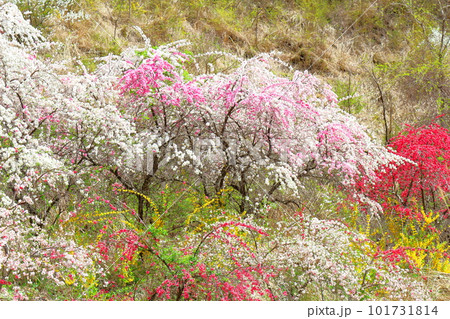 花で彩られる里山 ハナモモの花 花と植物が織りなす色紙 花で彩られる里山 ハナモモの花 花と植物が織りなす色紙 101731814