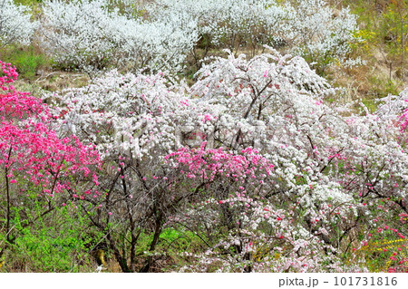 花で彩られる里山　　　ハナモモの花　　　花と植物が織りなす色紙 101731816