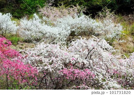 花で彩られる里山 ハナモモの花 花と植物が織りなす色紙 花で彩られる里山 ハナモモの花 花と植物が織りなす色紙 101731820