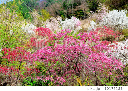 花で彩られる里山 ハナモモの花 花と植物が織りなす色紙 花で彩られる里山 ハナモモの花 花と植物が織りなす色紙 101731834