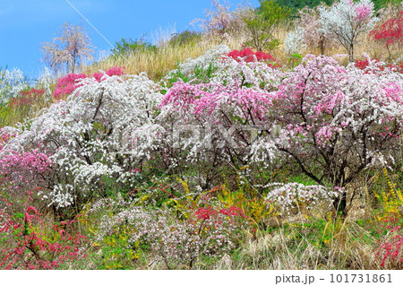 花で彩られる里山 ハナモモの花 花と植物が織りなす色紙 花で彩られる里山 ハナモモの花 花と植物が織りなす色紙 101731861