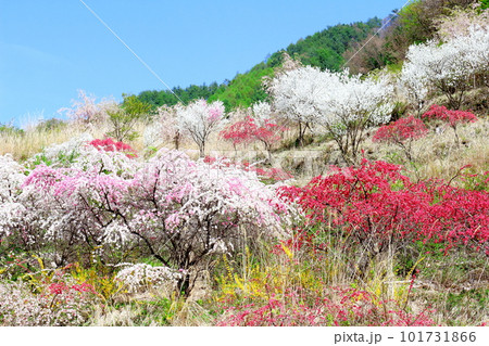 花で彩られる里山　　　ハナモモの花　　　花と植物が織りなす色紙 101731866