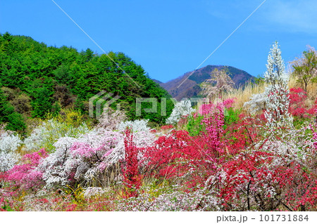 花で彩られる里山　　　ハナモモの花　　　花と植物が織りなす色紙 101731884