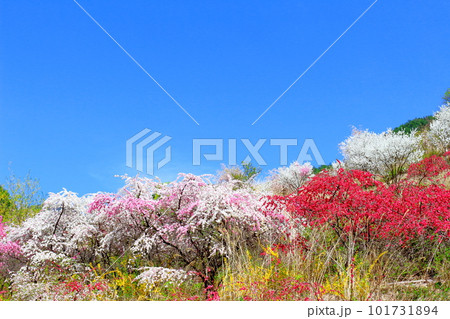 花で彩られる里山　　　ハナモモの花　　　花と植物が織りなす色紙 101731894