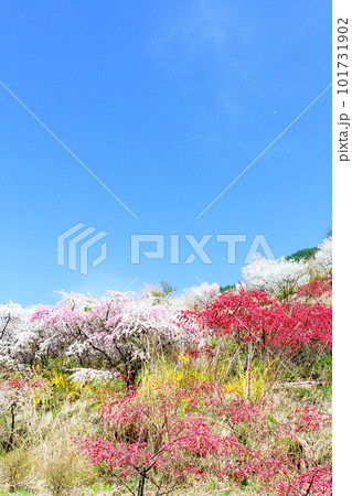 花で彩られる里山 ハナモモの花 花と植物が織りなす色紙 花で彩られる里山 ハナモモの花 花と植物が織りなす色紙 101731902