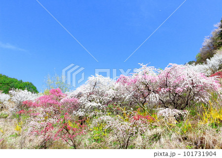 花で彩られる里山　　　ハナモモの花　　　花と植物が織りなす色紙 101731904