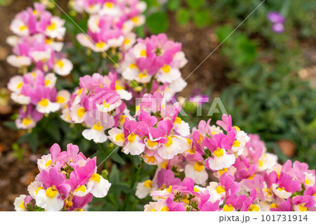 小さな花が集まったピンクと白の花 101731914
