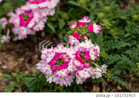鮮やかなピンク色のバーベナ 101731915