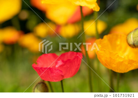 カラフルなポピーの花 カラフルなポピーの花 101731921