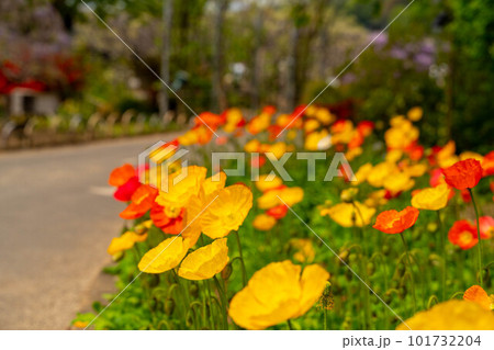 カラフルなポピーの花 101732204