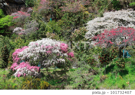 花で彩られる里山　　　ハナモモの花　　　花と植物が織りなす色紙 101732407