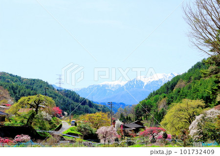 花で彩られる里山 ハナモモの花 花と植物が織りなす色紙 花で彩られる里山 ハナモモの花 花と植物が織りなす色紙 101732409