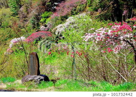 花で彩られる里山 ハナモモの花 花と植物が織りなす色紙 花で彩られる里山 ハナモモの花 花と植物が織りなす色紙 101732442