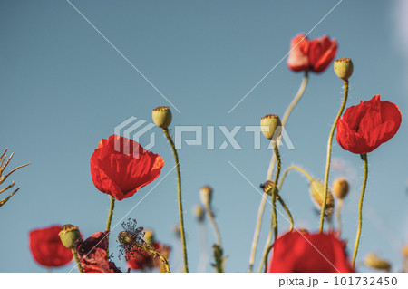 A lot of fresh red poppies blooming in a spring meadow against blue sky. Natural springtime landscape. Wild flowers blossom on a wind. Beautiful floral wallpaper. Summer flower blooming low angle view 101732450