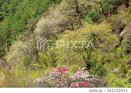 花で彩られる里山 ハナモモの花 花と植物が織りなす色紙 花で彩られる里山 ハナモモの花 花と植物が織りなす色紙 101732451