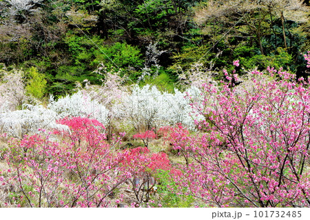 花で彩られる里山　　　ハナモモの花　　　花と植物が織りなす色紙 101732485