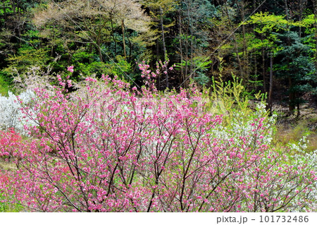 花で彩られる里山　　　ハナモモの花　　　花と植物が織りなす色紙 101732486
