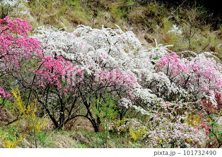 花で彩られる里山　　　ハナモモの花　　　花と植物が織りなす色紙 101732490