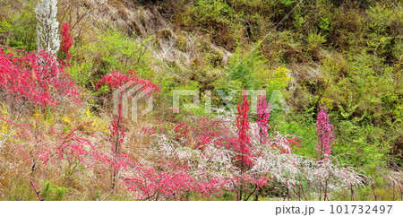 花で彩られる里山　　　ハナモモの花　　　花と植物が織りなす色紙 101732497