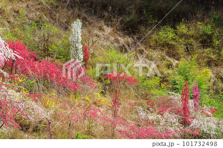 花で彩られる里山　　　ハナモモの花　　　花と植物が織りなす色紙 101732498