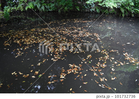 関口芭蕉庵、庭園、湧水池、東京文京区 101732736