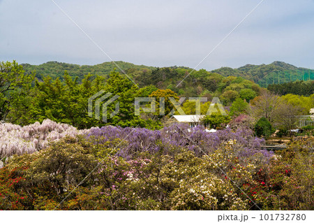 青空と綺麗な藤の花が咲いている風景 101732780