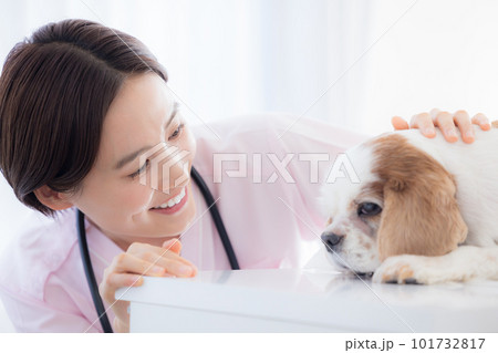 医療 犬の診察をする獣医 医療 犬の診察をする獣医 101732817