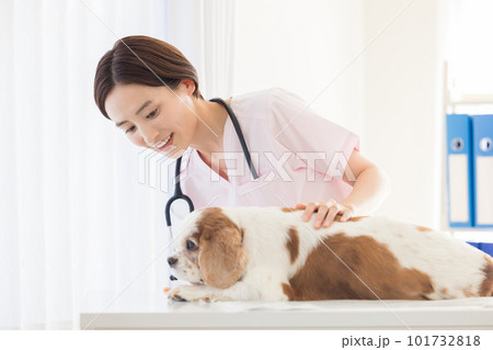 医療 犬の診察をする獣医 医療 犬の診察をする獣医 101732818