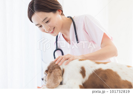医療　犬の診察をする獣医 101732819