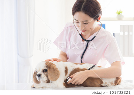 医療　犬の診察をする獣医 101732821