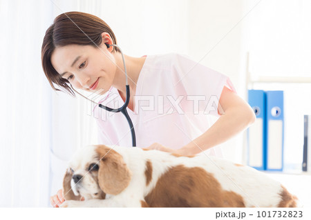 医療 犬の診察をする獣医 医療 犬の診察をする獣医 101732823