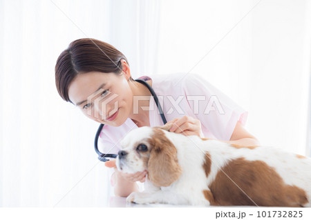 医療　犬の診察をする獣医 101732825