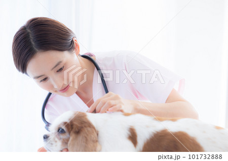 医療　犬の診察をする獣医 101732888
