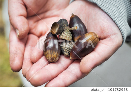 A handful of acorns in a young girl's hands A handful of acorns in a young girl's hands 101732958