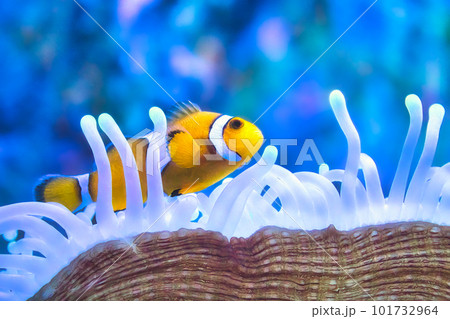 A yellow and white clown fish swimming among the tentacles of a sea anemone 101732964
