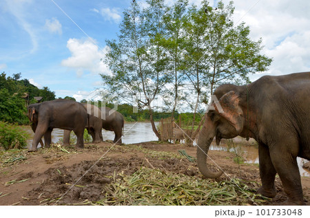 <ラオス>ルアンパバーンの「象の村」で暮らす象 <ラオス>ルアンパバーンの「象の村」で暮らす象 101733048
