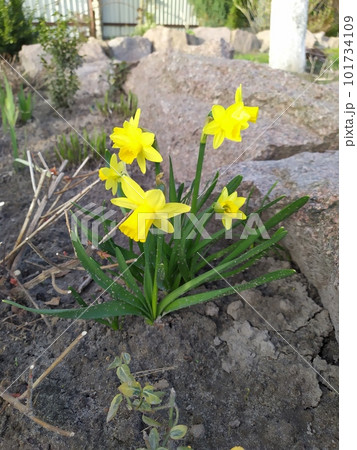 Yellow narcissus flower against the background of green leaves in the garden 101734109