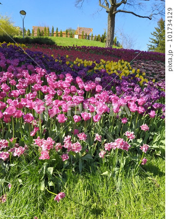 Beautiful lilac tulips on green leaves background in garden Beautiful lilac tulips on green leaves background in garden 101734129