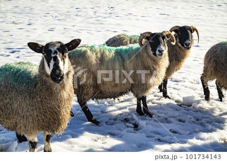 Flock of sheep at a snow covered meadow in County Donegal - Ireland Flock of sheep at a snow covered meadow in County Donegal - Ireland 101734143