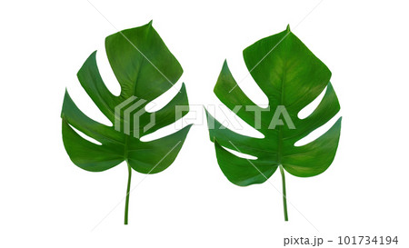 Green monstera leaf on a white background. 101734194